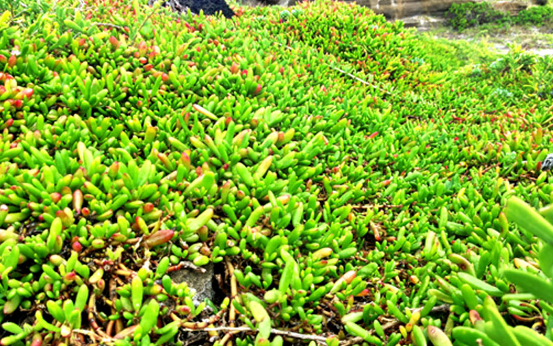 landscaping company in dubai