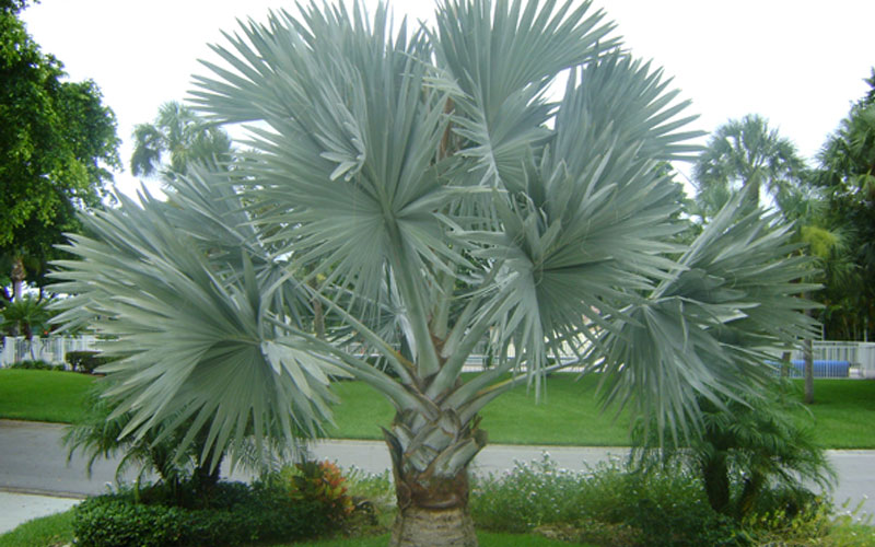  Palm tree landscaping company in UAE 