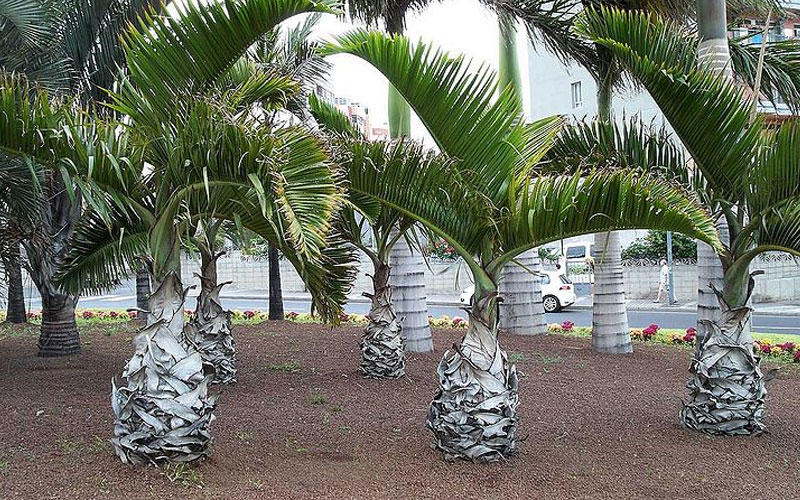  Palm tree landscaping company in UAE