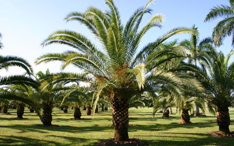  Palm tree landscaping company in UAE