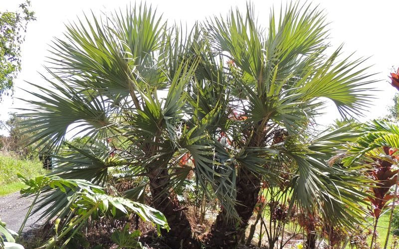  Palm tree landscaping company in dubai 