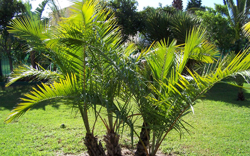  Palm tree landscaping company in Dubai 