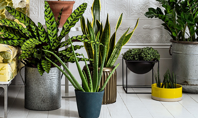 indoor plant suppliers dubai