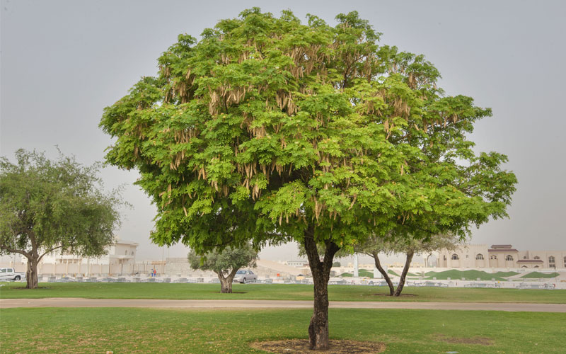 tree Landscaping services in Dubai