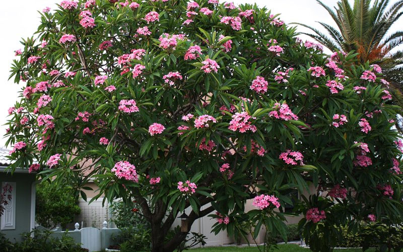 tree landscaping services in Dubai