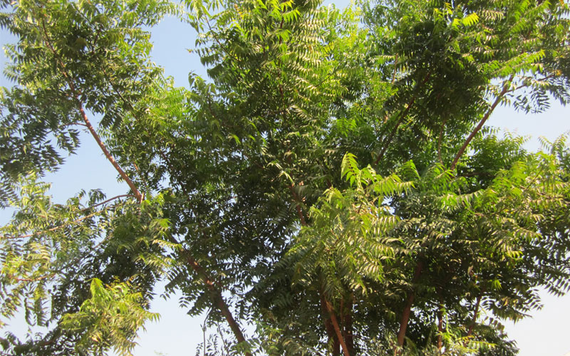 tree Landscaping services in Dubai